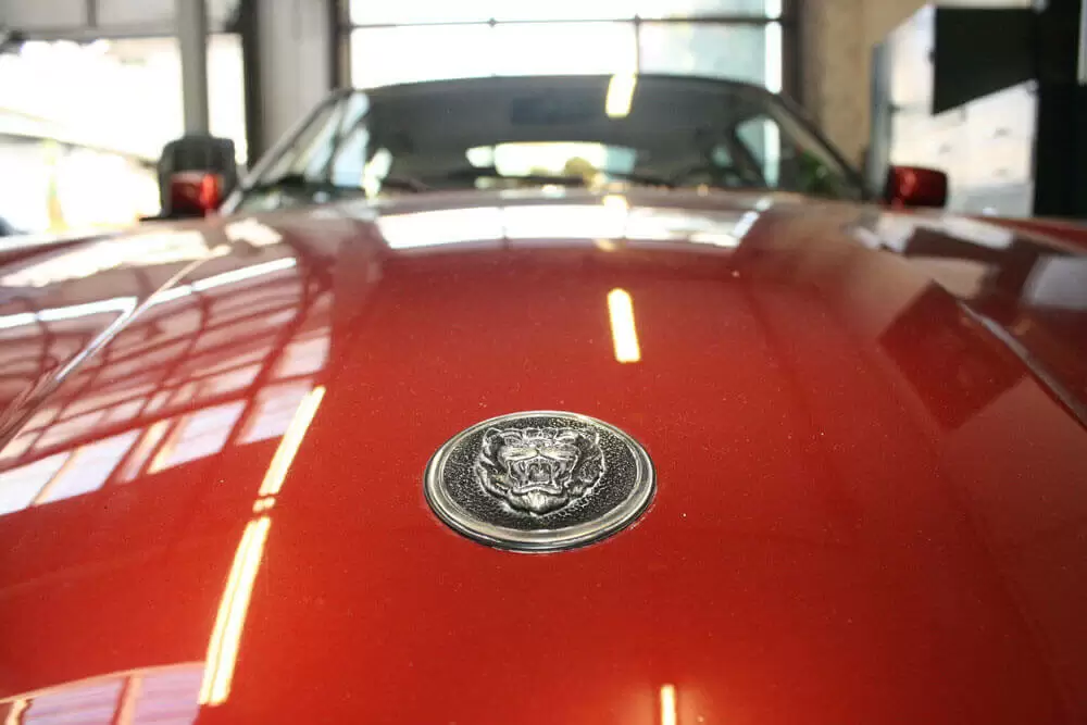 jaguar rot